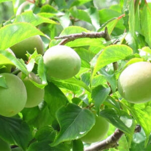 ☆送料無料 爽やかな初夏の香り 和歌山県産 紀州南高梅 Lサイズ以上☆ 杉本卓哉 和歌山県橋本市