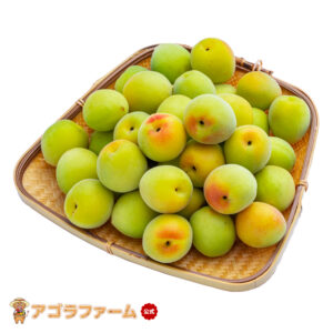 【最安に挑戦】【クール便送料無料】【早割】【予約販売】青梅 - 梅酒、梅ジュース、梅ジャム、梅干し - 和歌山県産 白加賀