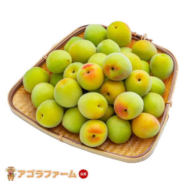 【最安に挑戦】【クール便送料無料】【早割】【予約販売】青梅 - 梅酒、梅ジュース、梅ジャム、梅干し - 和歌山県産 白加賀