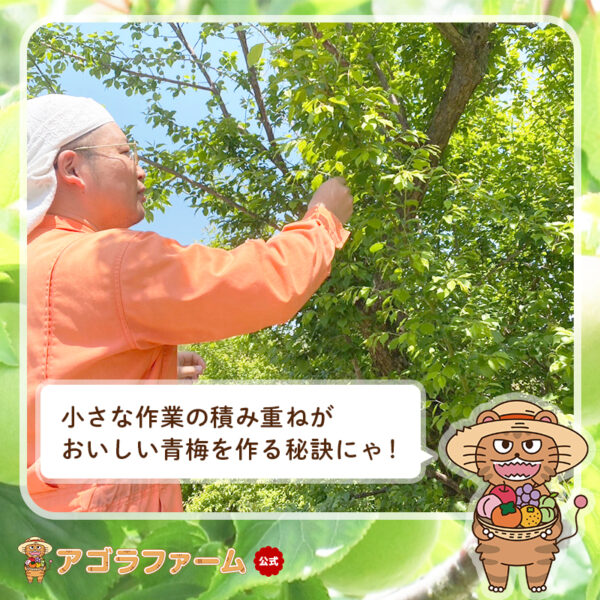 【最安に挑戦】【クール便送料無料】【早割】【予約販売】青梅 - 梅酒、梅ジュース、梅ジャム、梅干し - 和歌山県産 白加賀 - 画像 (2)