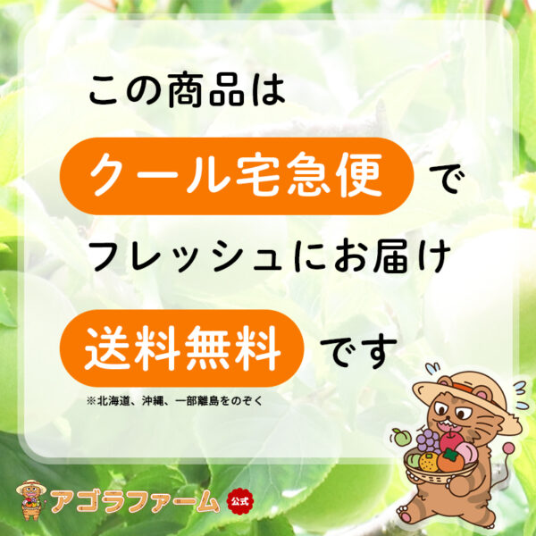 【最安に挑戦】【クール便送料無料】【早割】【予約販売】青梅 - 梅酒、梅ジュース、梅ジャム、梅干し - 和歌山県産 白加賀 - 画像 (5)