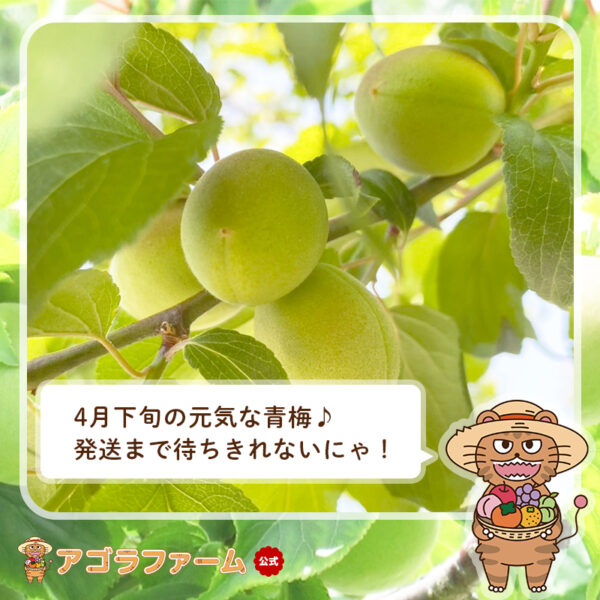 【最安に挑戦】【クール便送料無料】【早割】【予約販売】青梅 - 梅酒、梅ジュース、梅ジャム、梅干し - 和歌山県産 白加賀 - 画像 (3)