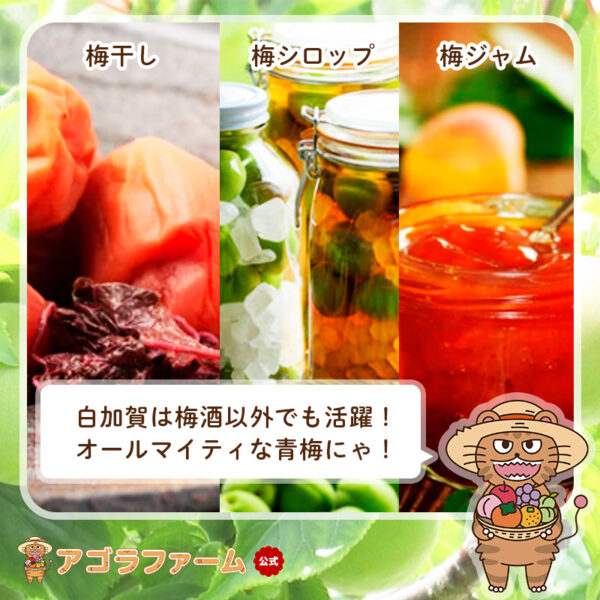 【最安に挑戦】【クール便送料無料】【早割】【予約販売】青梅 - 梅酒、梅ジュース、梅ジャム、梅干し - 和歌山県産 白加賀 - 画像 (4)